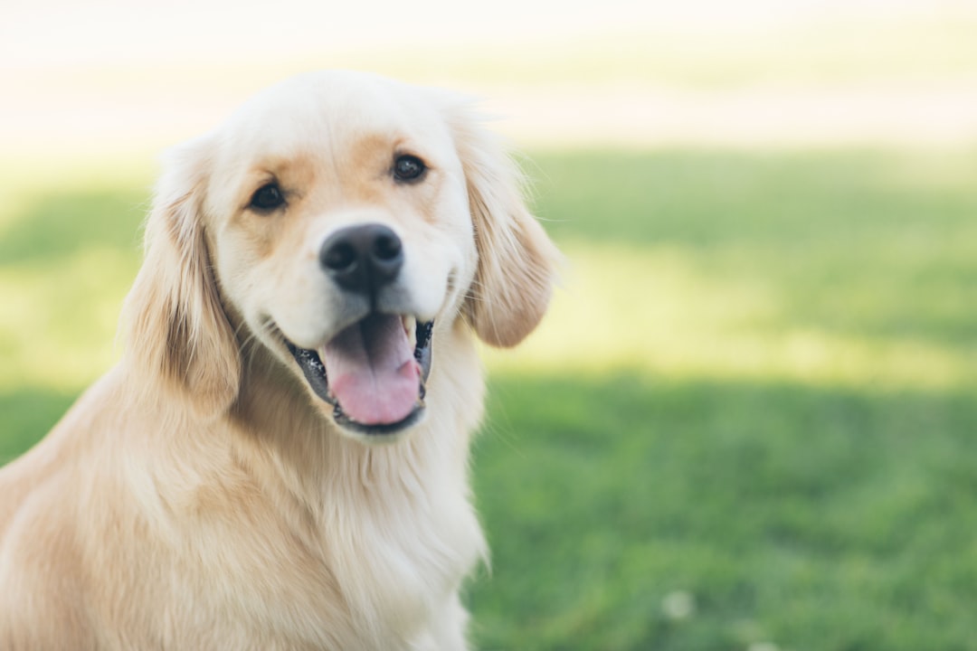 Golden Retriever Puppy